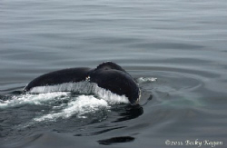 whale tail cape cod by Becky Kagan 